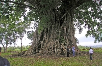 OLDEST TREE