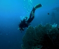 Dive site in Zamboanga del Sur