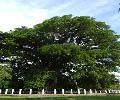 Balete Tree in Ma. Aurora