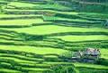 Rice Terraces