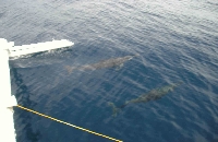 DOLPHIN and WHALE FROLICKING