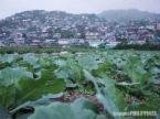 MOUNTAIN CITY AND FARM